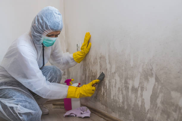 Trusted Hillcrest, NY Mold Remediation Experts