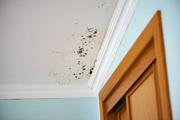 Best Post-Flood Mold Remediation in Hillcrest, NY