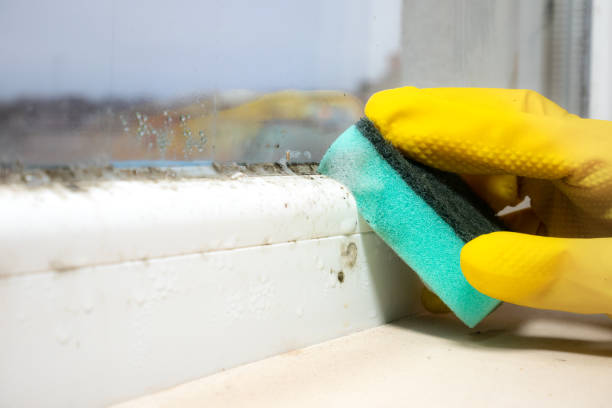 Best Commercial Mold Remediation in Hillcrest, NY