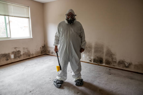 Best Residential Mold Remediation in Hillcrest, NY